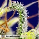 Green Poison CBD (Sweet Seeds) feminisiert