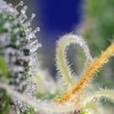 Honey Peach Auto CBD (Sweet Seeds) feminisiert