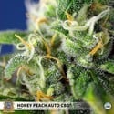 Honey Peach Auto CBD (Sweet Seeds) feminisiert