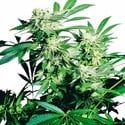 Skunk Kush (Sensi Seeds) feminized