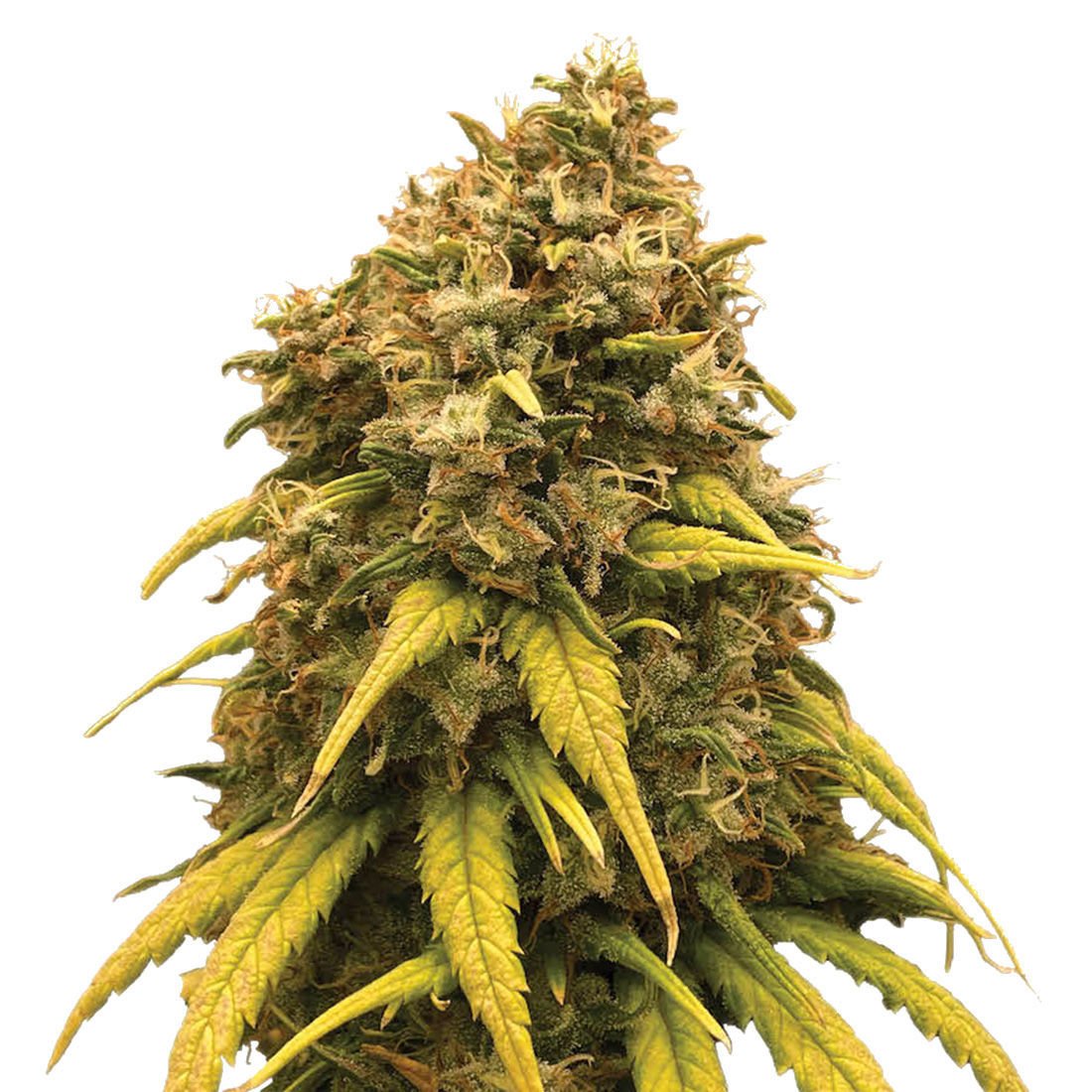 Silver Nevil Feminisiert (Connoisseur Genetics)