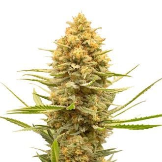 Lemon Ice (Amsterdam Genetics) feminisiert