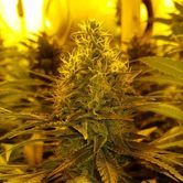 Amnesia Haze (Amsterdam Genetics) feminized