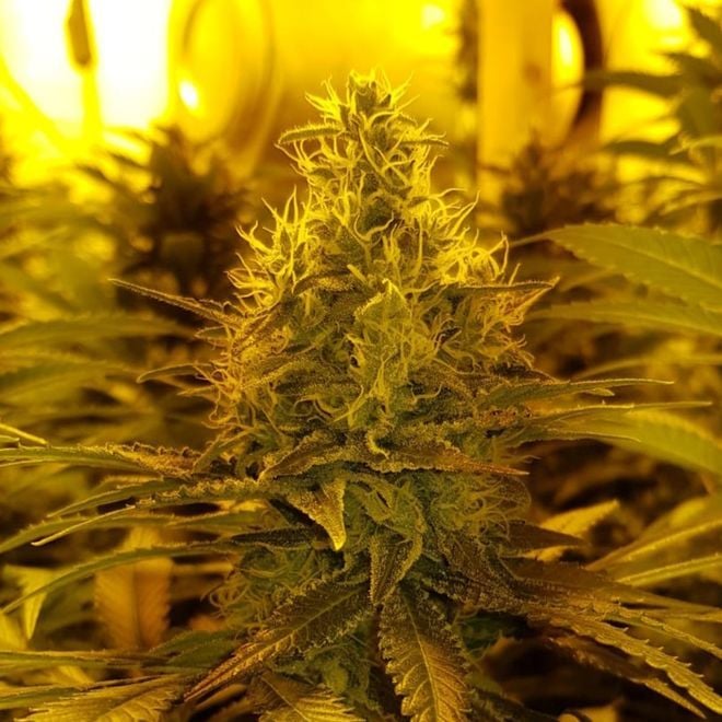Amnesia Haze (Amsterdam Genetics) - Zamnesia