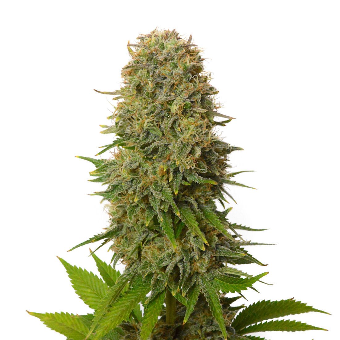 Amnesia Haze Feminisiert (Amsterdam Genetics)