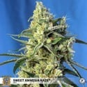 Sweet Amnesia Haze (Sweet Seeds) feminisiert