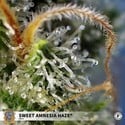 Sweet Amnesia Haze (Sweet Seeds) feminisiert