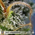Sweet Amnesia Haze (Sweet Seeds) feminized