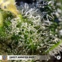 Sweet Amnesia Haze (Sweet Seeds) feminisiert