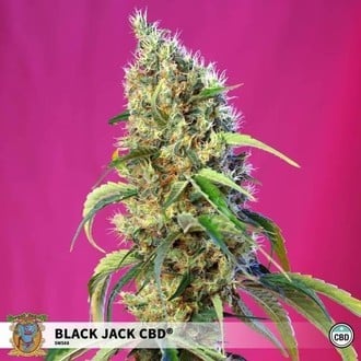 Black Jack CBD (Sweet Seeds) feminisiert