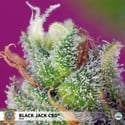 Black Jack CBD (Sweet Seeds) feminisiert