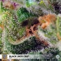 Black Jack CBD (Sweet Seeds) feminized