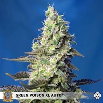 Green Poison XL Auto (Sweet Seeds) feminisiert