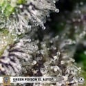 Green Poison XL Auto (Sweet Seeds) feminized