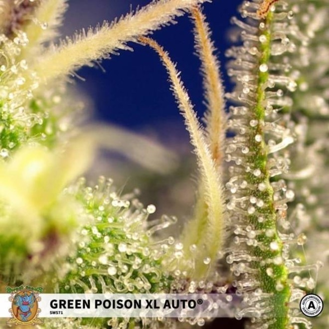 Green Poison XL Auto (Sweet Seeds) Zamnesia