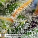 Cream Caramel CBD (Sweet Seeds) feminisiert