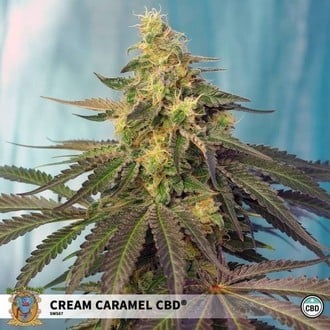 Cream Caramel CBD (Sweet Seeds) feminisiert