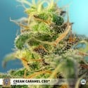 Cream Caramel CBD (Sweet Seeds) feminisiert