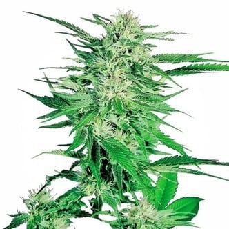 Big Bud (Sensi Seeds) feminized