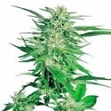 Big Bud (Sensi Seeds) feminisiert