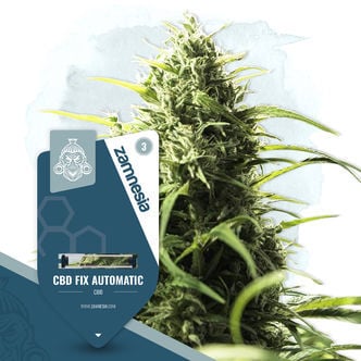 CBD Fix Automatic (Zamnesia Seeds) feminisiert