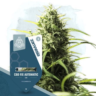 CBD Fix Automatic (Zamnesia Seeds) Feminized