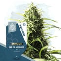 CBD Fix Automatic (Zamnesia Seeds) feminisiert