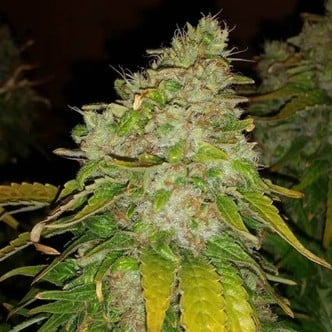 Amnesia Haze (BSB Genetics) feminized