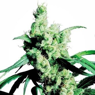 Silver Haze (Sensi Seeds) feminisiert