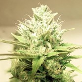 Blue Cheddar 1 (BSB Genetics) feminized