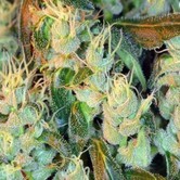 BSB Cheddar 1 (BSB Genetics) feminized