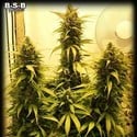 Auto Sweet Tooth (BSB Genetics) feminisiert