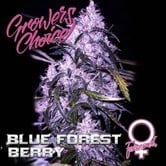 Blue Forest Berry (Grower's Choice) feminized