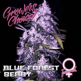 Blue Forest Berry (Grower's Choice) feminized