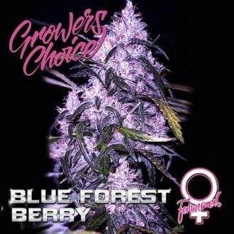 Blue Forest Berry (Growers Choice) feminisiert