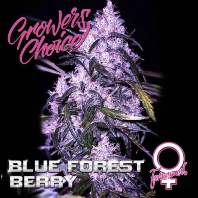 Blue Forest Berry Growers Choice Zamnesia