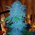 Blue Forest Berry (Growers Choice) feminisiert