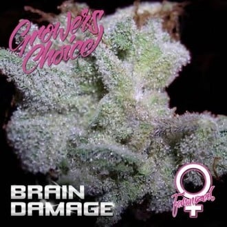 Brain Damage (Growers Choice) feminisiert