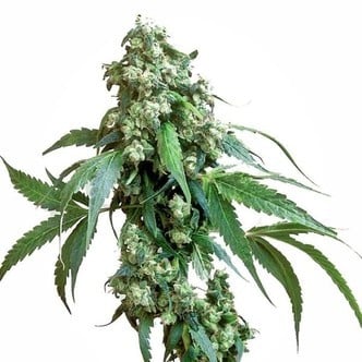 Jack Flash 5 (Sensi Seeds) feminisiert