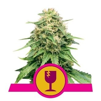 Royal Queen Seeds Kostenlos Feminisiert