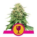 Royal Queen Seeds Kostenlos Feminisiert