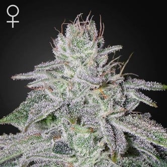 Franco's Lemon Cheese (Greenhouse Seeds) feminized