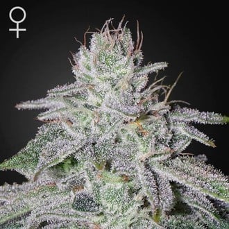 Franco's Lemon Cheese (Greenhouse Seeds) Feminized