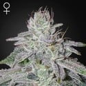 Franco's Lemon Cheese (Greenhouse Seeds) Feminized