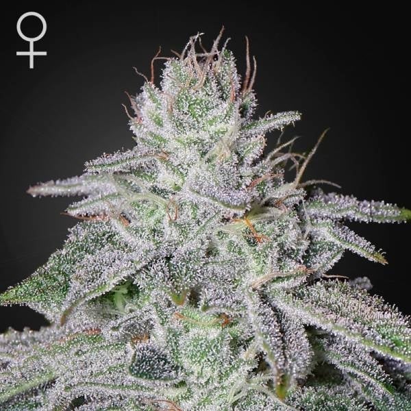 Franko’S Lemon Cheese Feminisiert (Green House Seed Co)