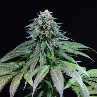 Purple Moby Dick (Dinafem) feminisiert