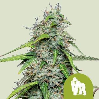 Royal Gorilla Automatic (Royal Queen Seeds) feminisiert