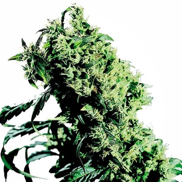 Ed Rosenthal X Norther Lights Feminisiert (Lsa)