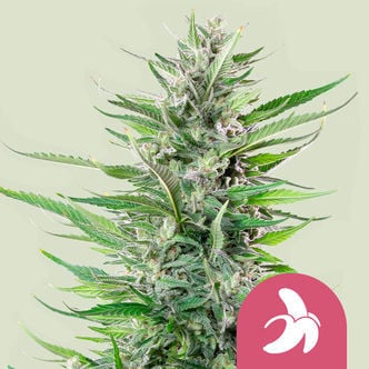 Fat Banana (Royal Queen Seeds) feminisiert