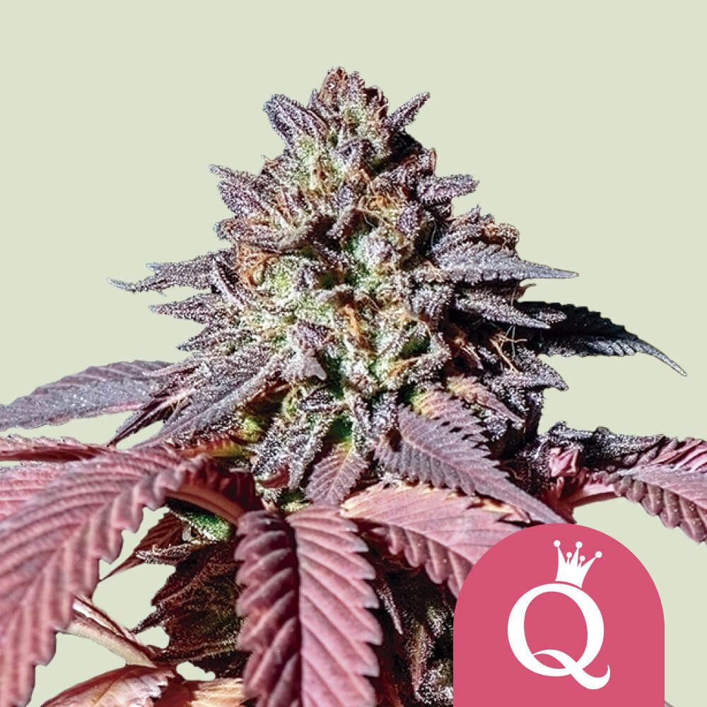 Purple Queen Feminized (Royal Queen Seeds) Zamnesia